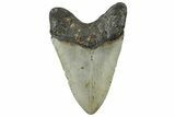 Fossil Megalodon Tooth - North Carolina #298995-2